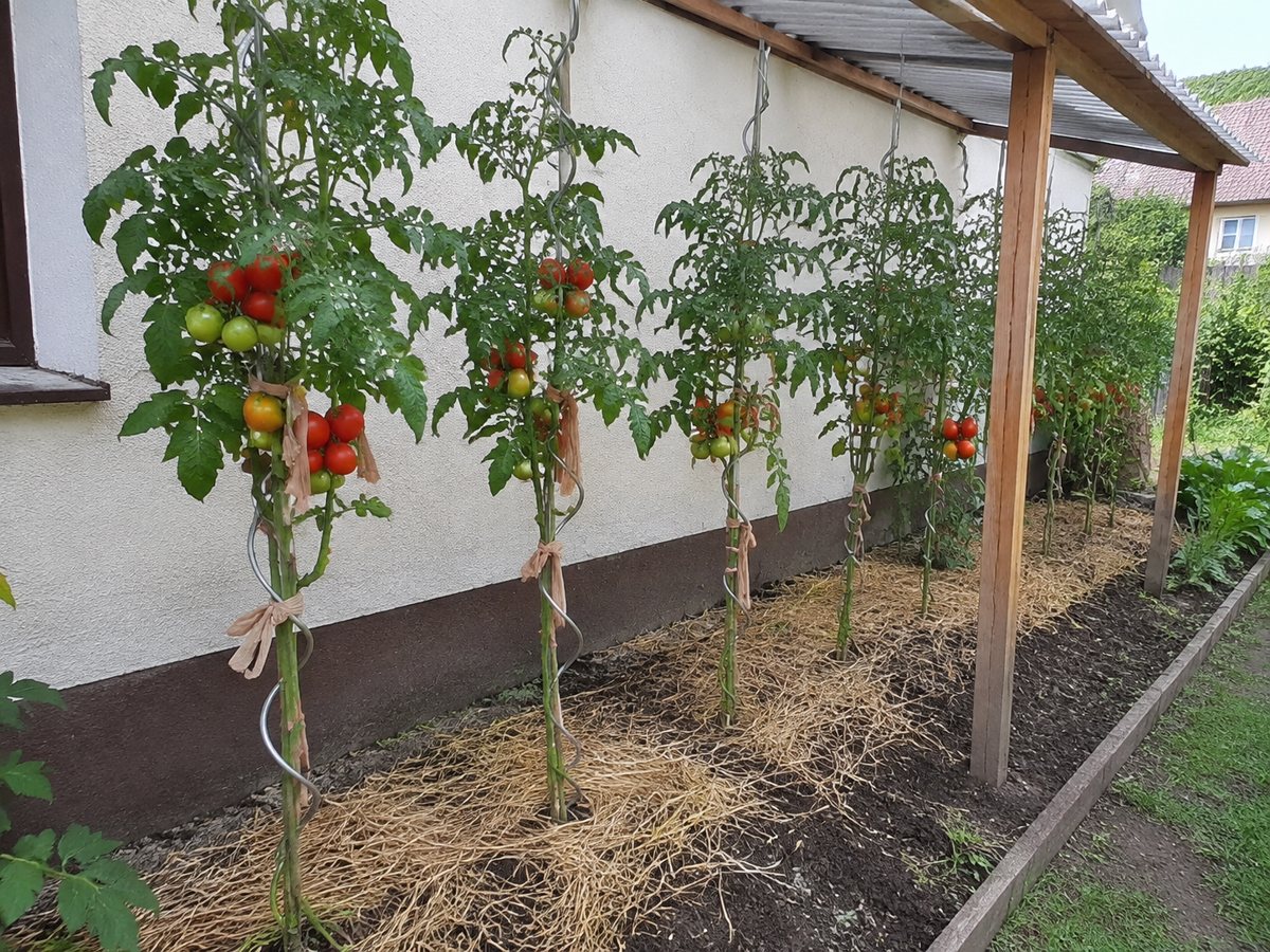 Tomaten unter dem Dach an der Südwand